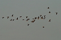 Pink-footed geese flock - A